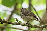 Vegetarian Finch